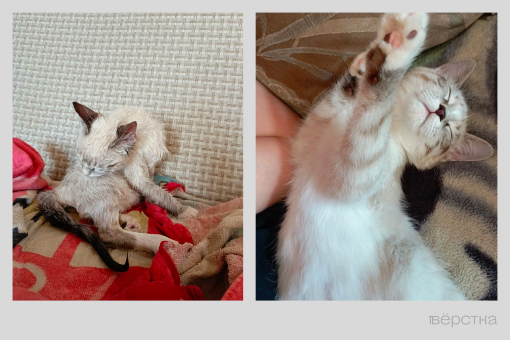 Бездомные животные