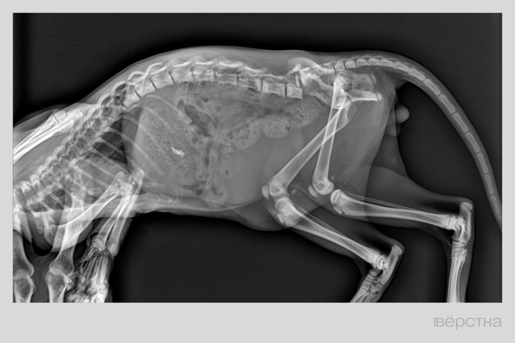 Бездомные животные