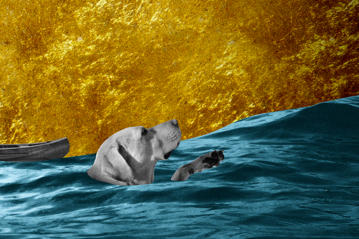 Бездомные животные