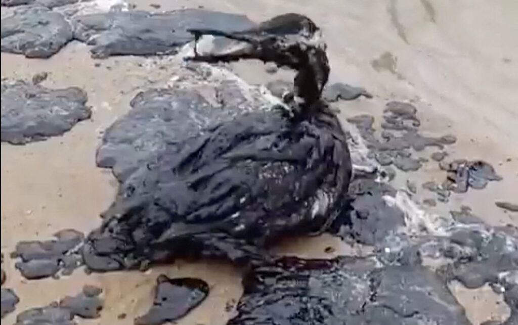 Побережье Анапы залило мазутом. Из потерпевших крушение танкеров в море вытекло около 3,7 тыс. т нефтепродуктов