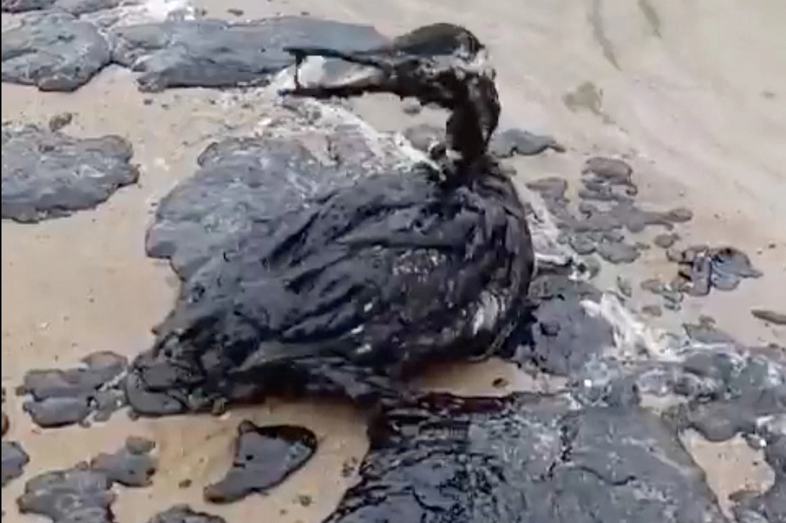 Правозащитники и волонтёры обратились к Владимиру Путину с просьбой ввести режим ЧС регионального характера из-за разлива мазута в Чёрном море под Анапой